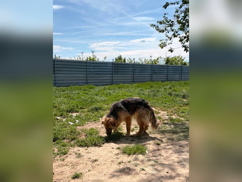 Ted, toller Rüde sucht seine Menschen