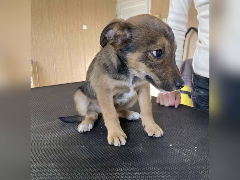 Zsebi, wie süß kein ein Welpe Bitteschön sein….