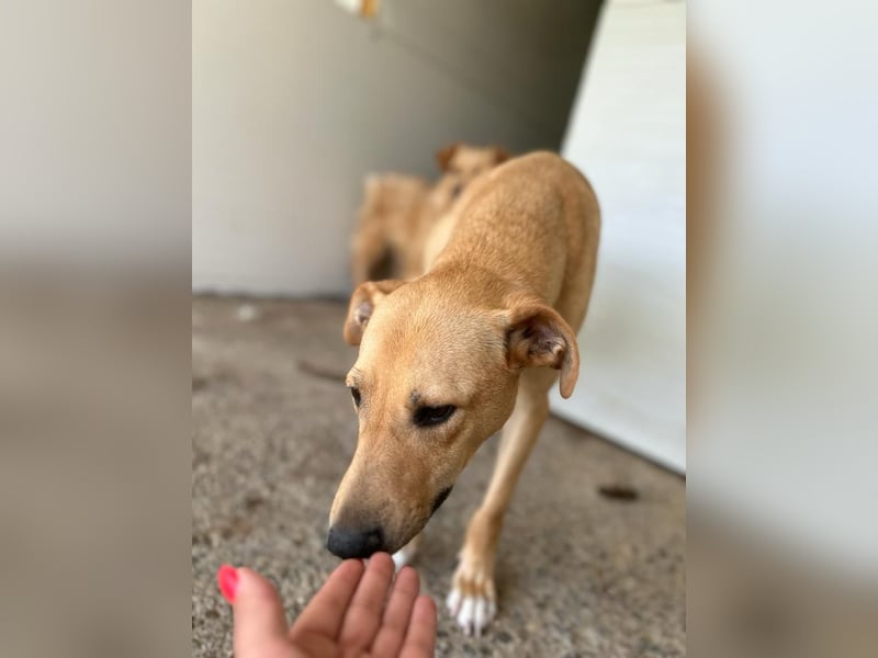 Kara, 4-jähriges Mädel, sozial, freundlich noch unsicher, aber neugierig