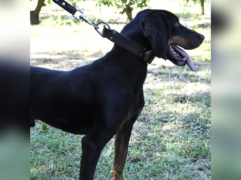 Günni-Mischling - Sucht ein Zuhause/Pflegestelle