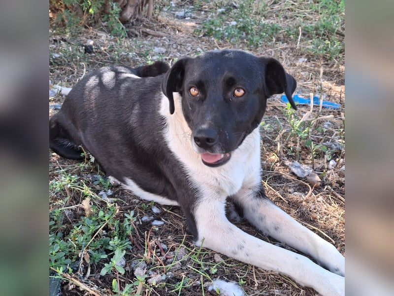 Nana - Mischlingshund sucht ein Zuhause