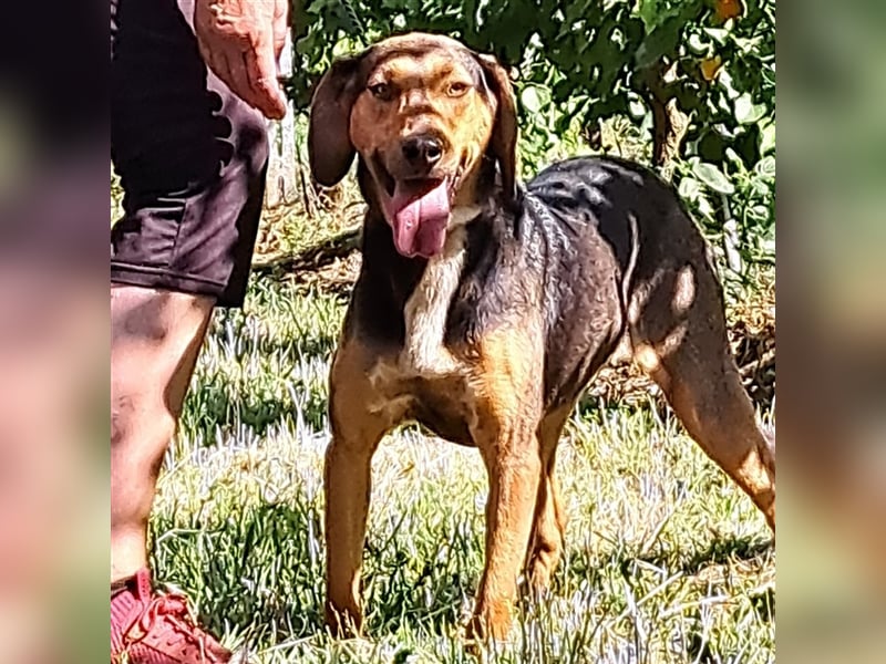 Hanni-griech. Bracken-Mischling- sucht ein Zuhause