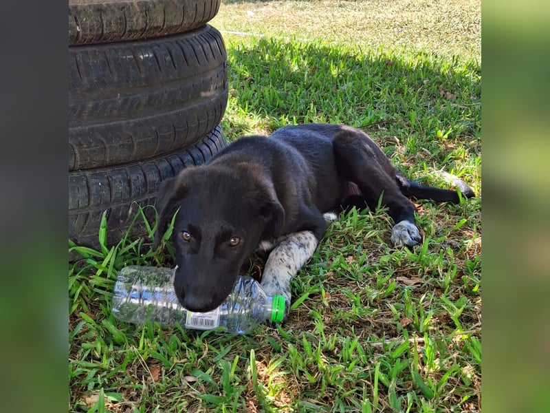 Amara sucht ein Zuhause / eine Pflegestelle