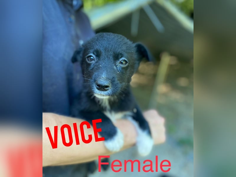 Voice, Mädel, 1 ¾ Jahre, ca. mittelgroß, verspielt, freundlich, offen, sozial