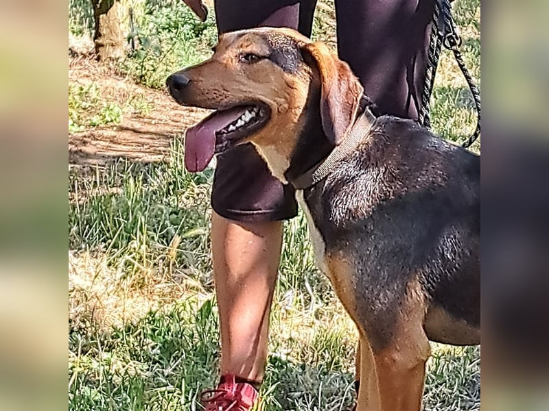 Hanni-griech. Bracken-Mischling- sucht ein Zuhause