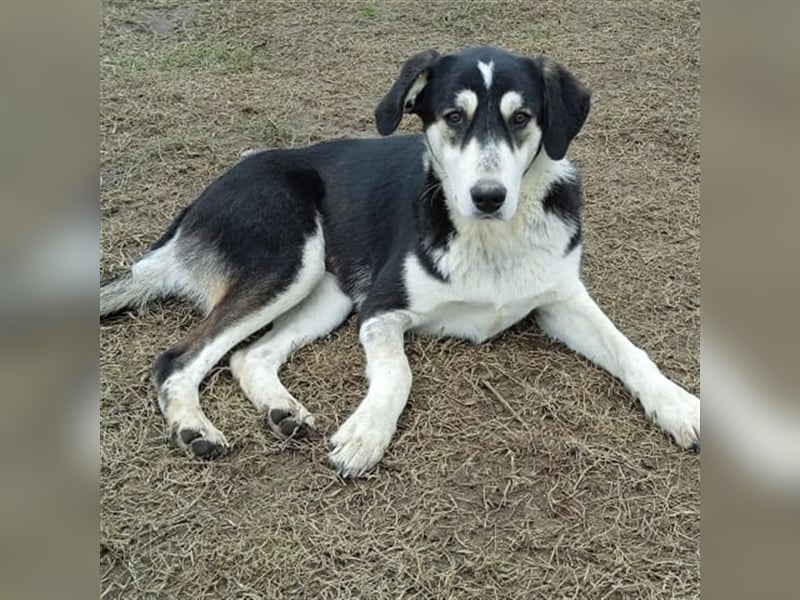 June - Mischlingshund