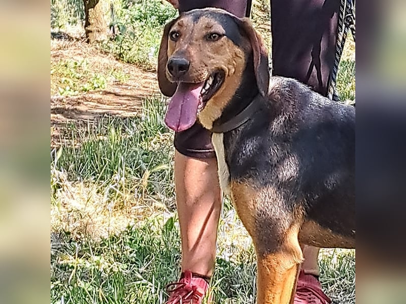 Hanni-griech. Bracken-Mischling- sucht ein Zuhause