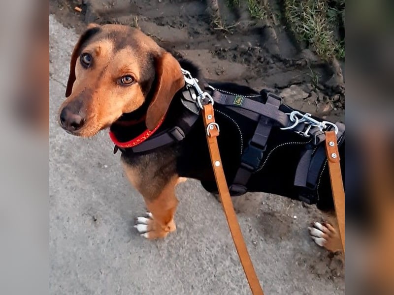 Hanni-griech. Bracken-Mischling- sucht ein Zuhause