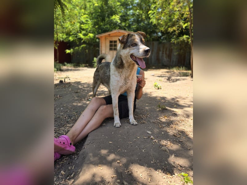 Xaver, 5jähriger Rüde, SH ca. 59 cm, aktiv, freundlich, menschenbezogen, lernwillig