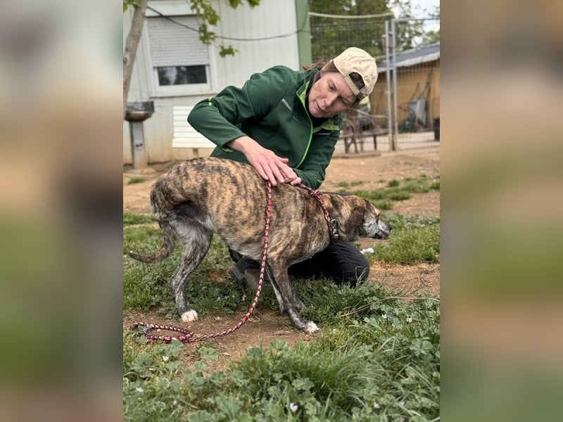 Tiger, flitzt auf drei Beinen mit den anderen um die Wette