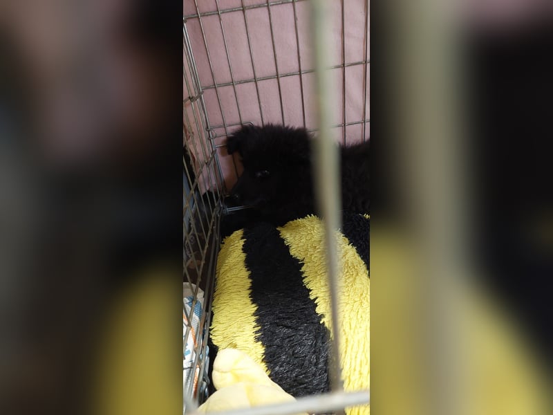 Para, zarte Seele sucht ruhiges Zuhause