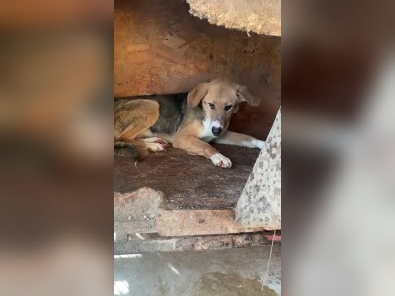 Emerentia sucht ruhiges Zuhause, gerne als Zeithund