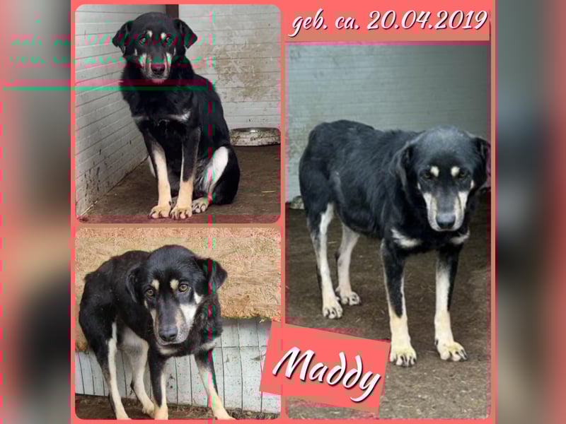 Maddy, mittelgroße Hündin, ca 6 Jahre, mittelgroß, schüchtern, vorsichtig, unterwürfig
