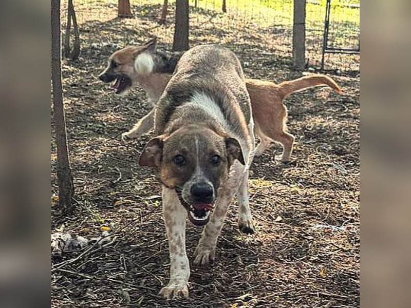 Aline, ein fast einjähriges Hundemädchen,  aufgeschlossen, freundlich und sozial