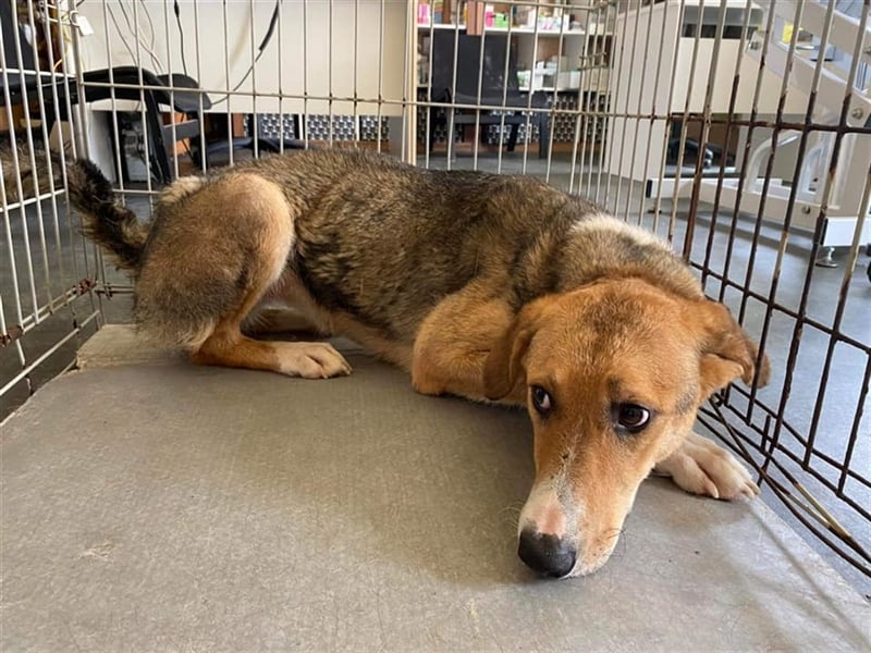 Emerentia sucht ruhiges Zuhause, gerne als Zeithund