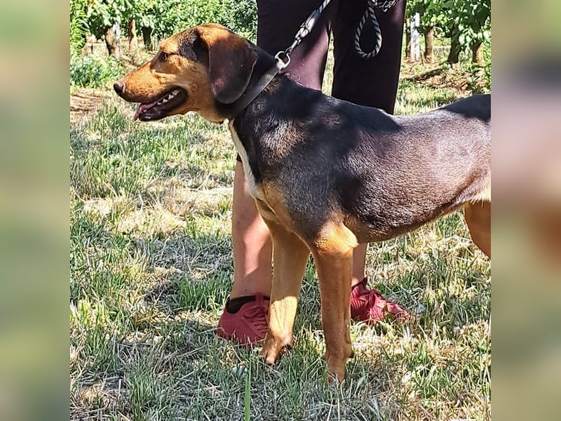 Hanni-griech. Bracken-Mischling- sucht ein Zuhause