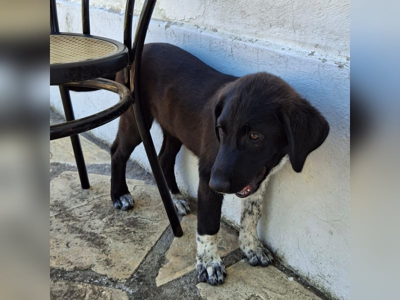 Amara sucht ein Zuhause / eine Pflegestelle