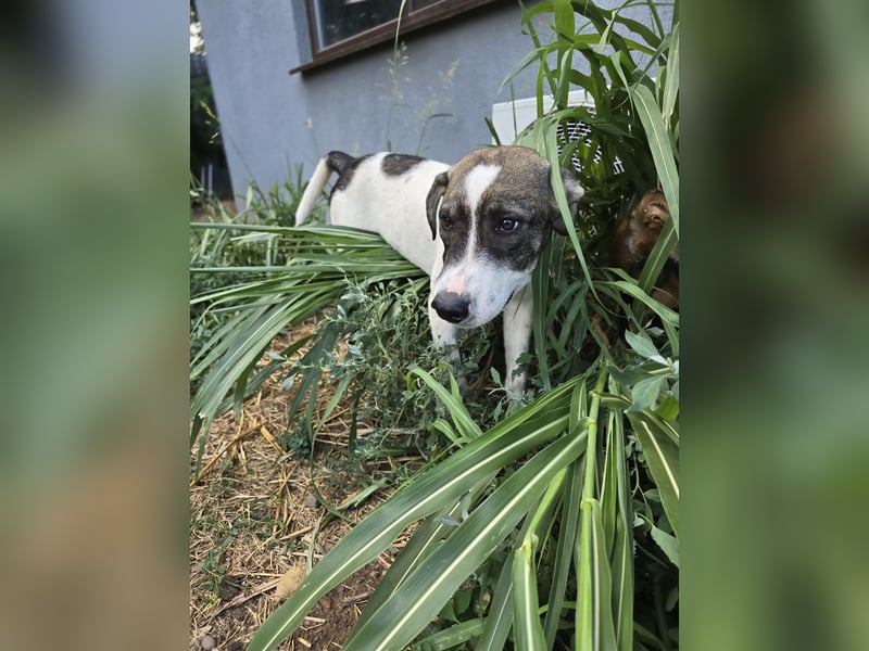 Zisan, 1-jähriger Junghund, mittelgroß, freundlich, offen sozial