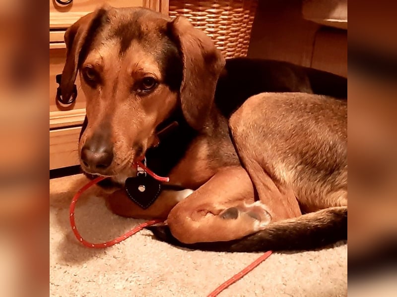 Hanni-griech. Bracken-Mischling- sucht ein Zuhause