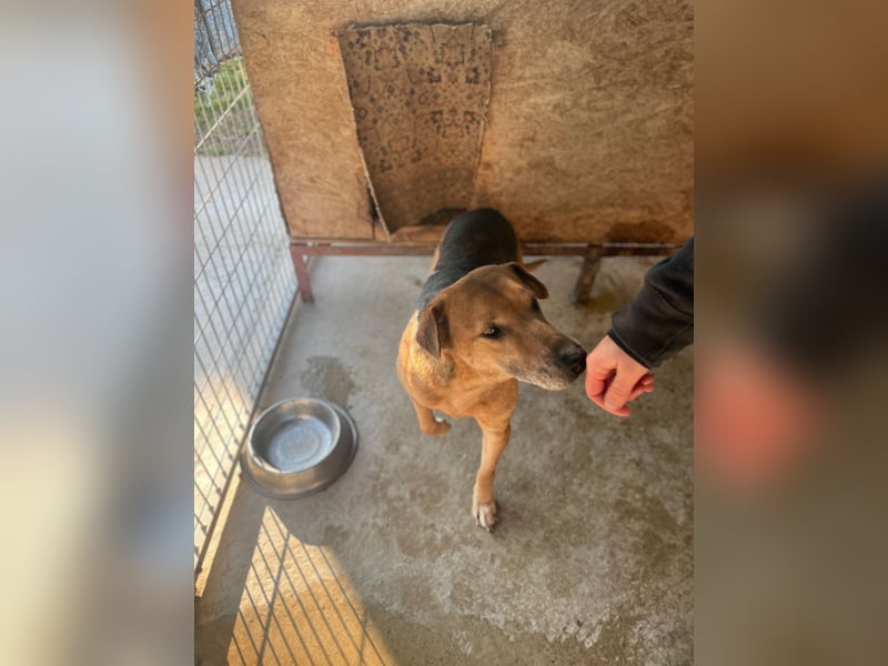 Simon, zarte Hundeseele benötigt verständnisvolle  geduldige Menschen