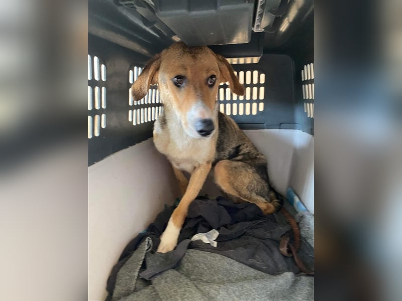 Emerentia sucht ruhiges Zuhause, gerne als Zeithund