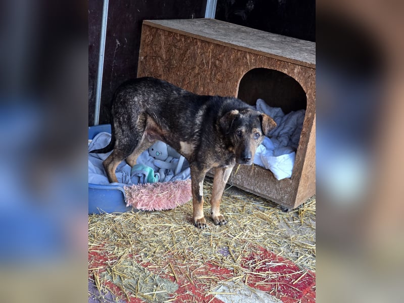 Amour (Alter über 10 Jahre, SH ca. 55 cm, schüchtern, lieb, neugierig