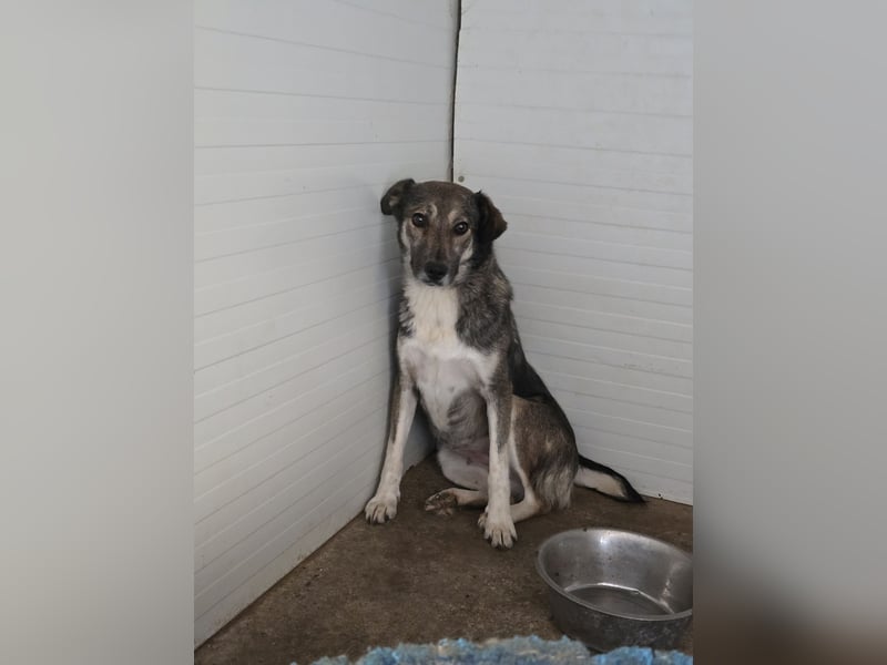 Neele, 6-jährige Hündin, SH mittelgroß, ängstlich, vorsichtig, sozial)