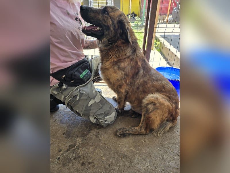 Beethoven. 5-jähriger Prachtkerl,  mittelgroß – groß, verschmust, freundlich, sozial mit Weibchen