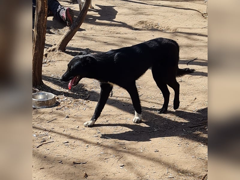 Voice, Mädel, 1 ¾ Jahre, ca. mittelgroß, verspielt, freundlich, offen, sozial