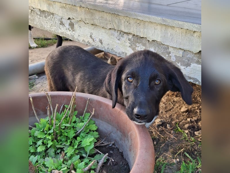 Amara sucht ein Zuhause / eine Pflegestelle