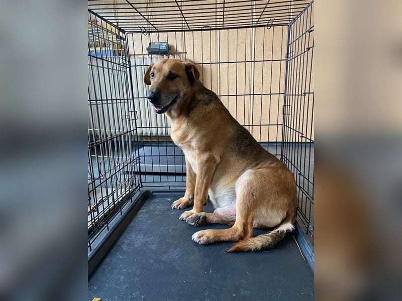 Simon, zarte Hundeseele benötigt verständnisvolle  geduldige Menschen