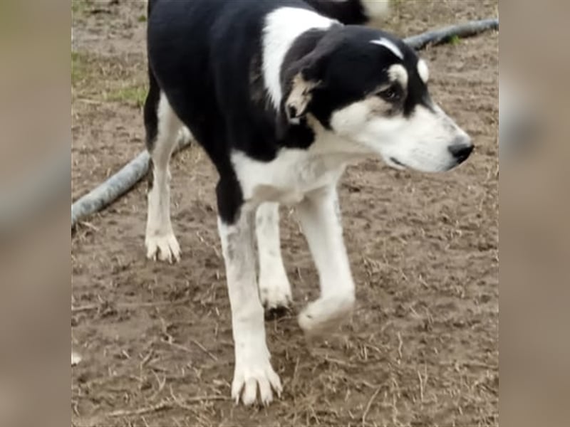 June - Mischlingshund