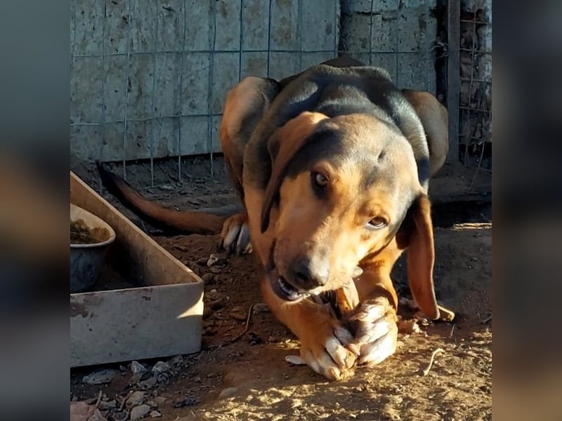 Hanni-griech. Bracken-Mischling- sucht ein Zuhause
