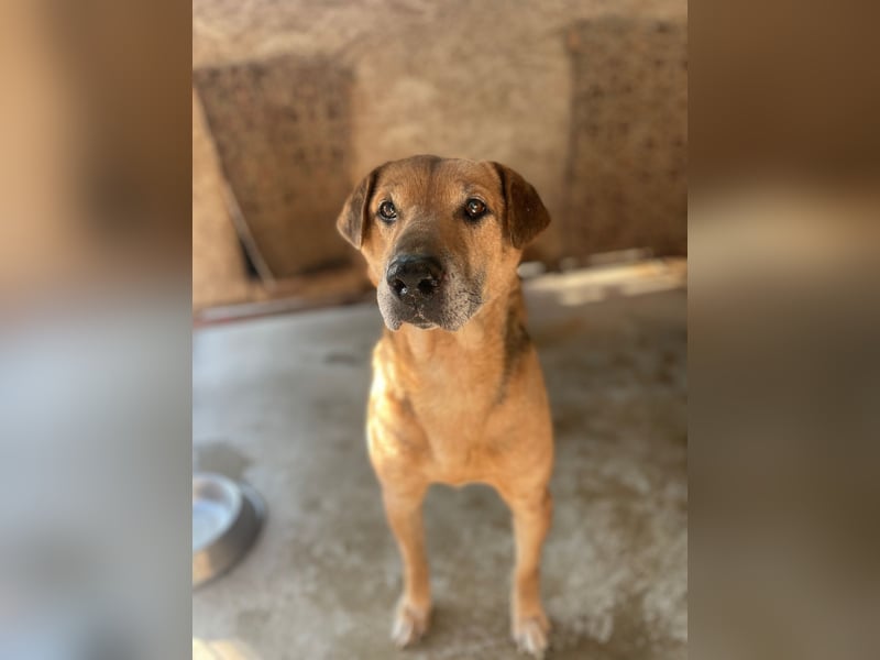 Simon, zarte Hundeseele benötigt verständnisvolle  geduldige Menschen