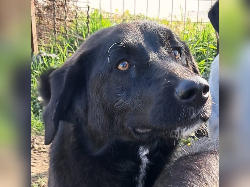 Amara sucht ein Zuhause / eine Pflegestelle