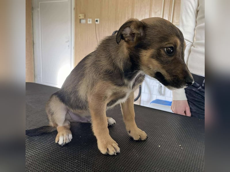 Zsebi, wie süß kein ein Welpe Bitteschön sein….