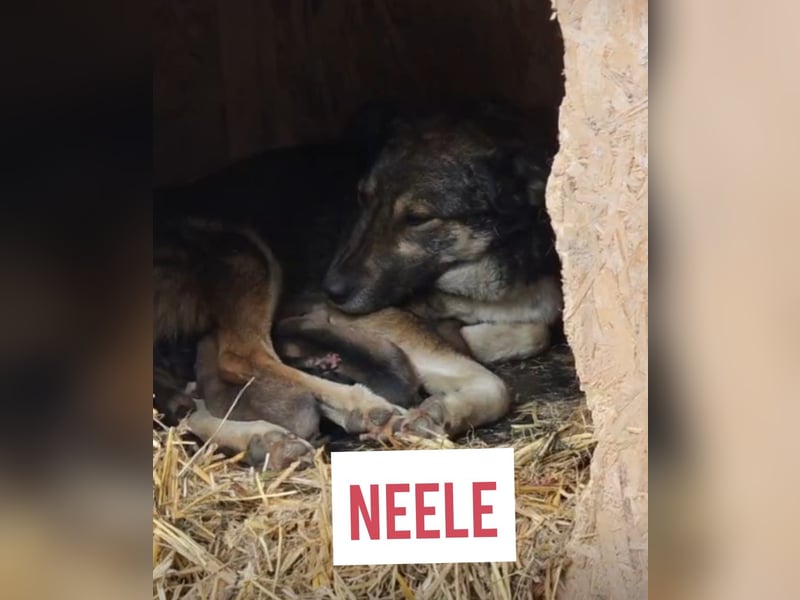 Neele, 6-jährige Hündin, SH mittelgroß, ängstlich, vorsichtig, sozial)