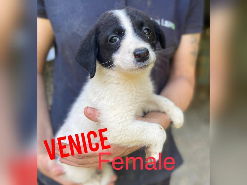 Venice, 1 ¾ jähriges Mädchen, ca. mittelgroß, verschmust, freundlich, sozial, aktiv