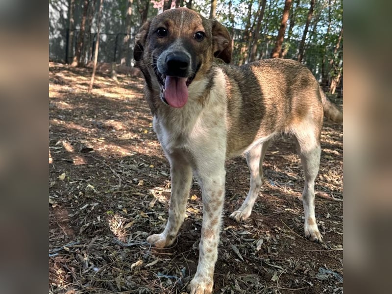 Aline, ein fast einjähriges Hundemädchen,  aufgeschlossen, freundlich und sozial