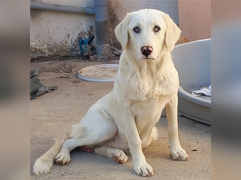 Ezra- Mischling- sucht ein Zuhause/Pflegestelle