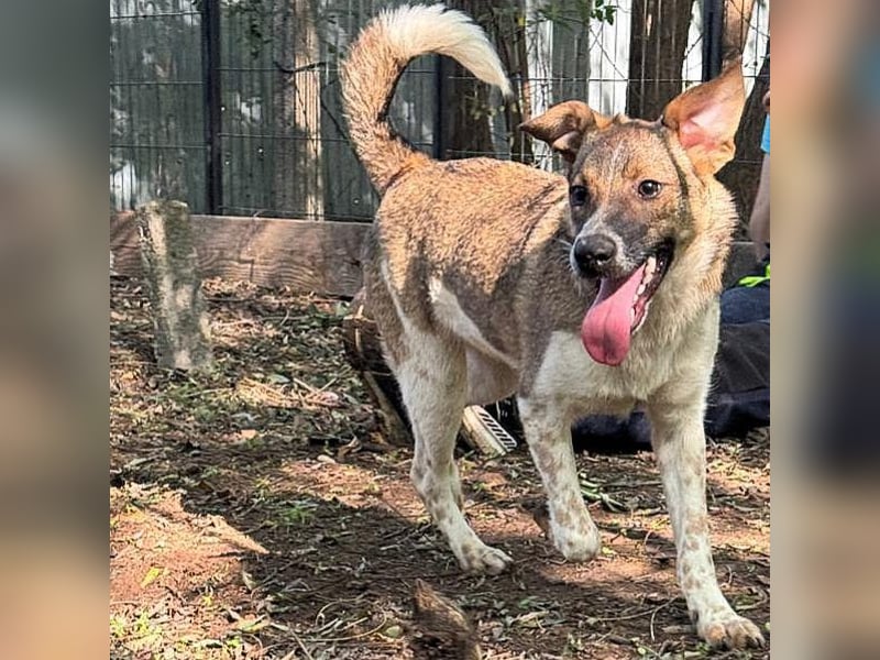 Aline, ein fast einjähriges Hundemädchen,  aufgeschlossen, freundlich und sozial