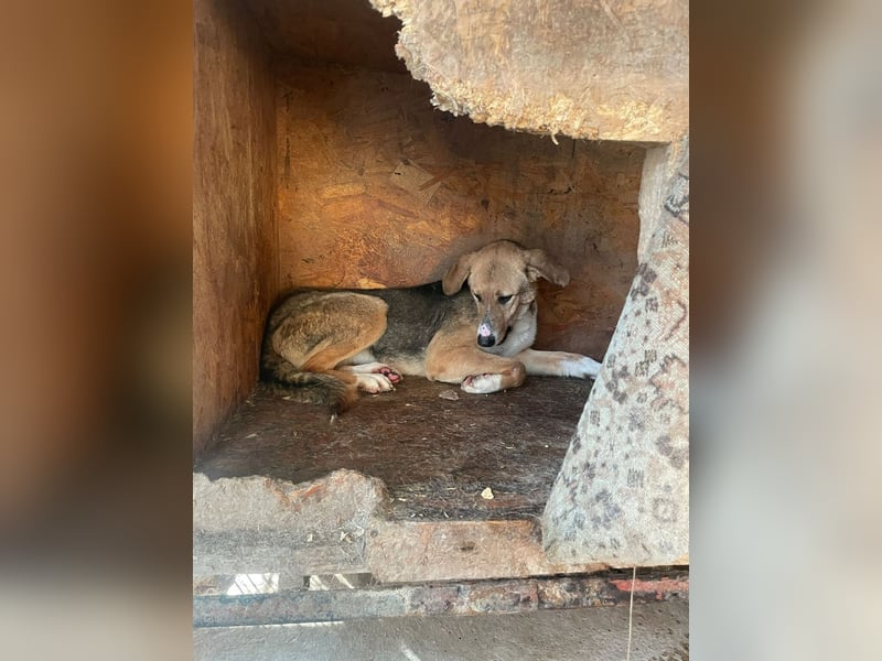 Emerentia sucht ruhiges Zuhause, gerne als Zeithund