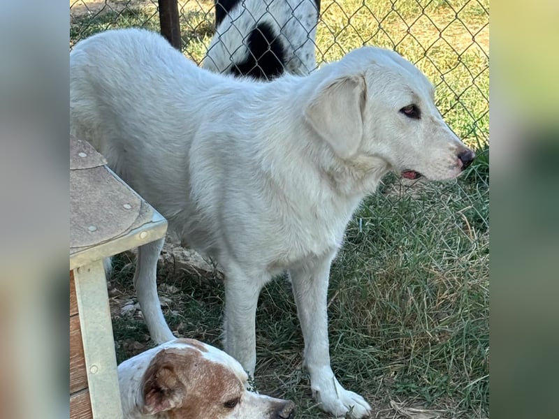 Ezra- Mischling- sucht ein Zuhause/Pflegestelle