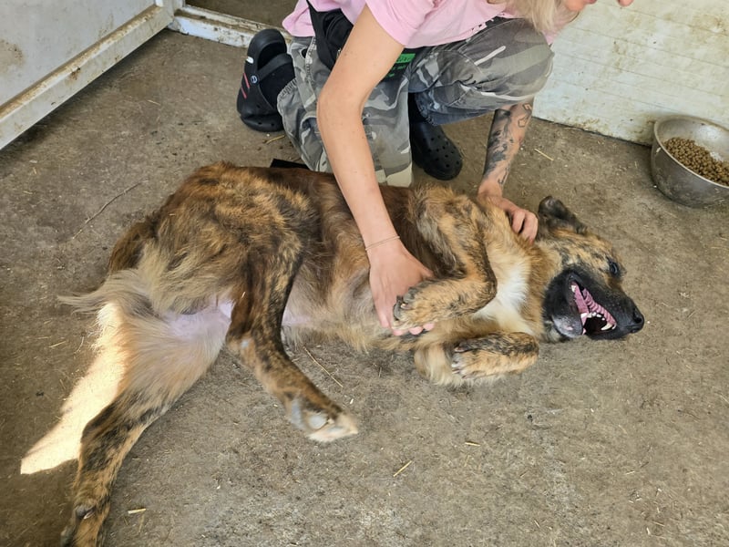 Beethoven. 5-jähriger Prachtkerl,  mittelgroß – groß, verschmust, freundlich, sozial mit Weibchen