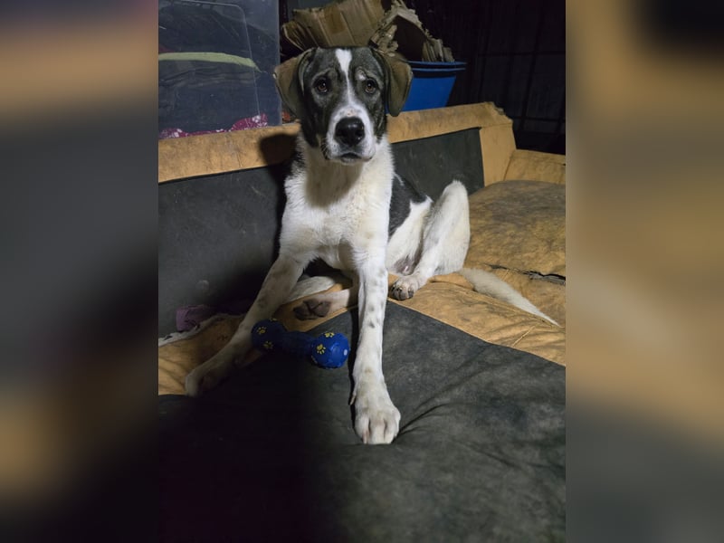 Zisan, 1-jähriger Junghund, mittelgroß, freundlich, offen sozial