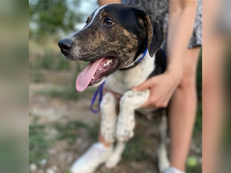 Rex-Mischling- sucht ein Zuhause/Pflegestelle