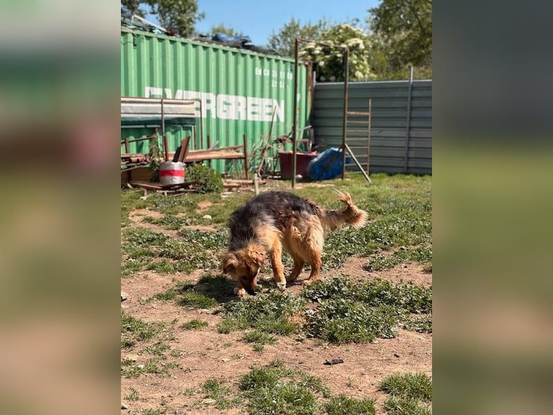 Ted, toller Rüde sucht seine Menschen
