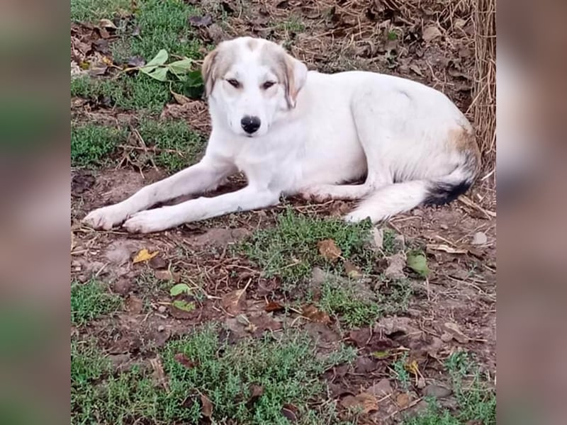 Balu -Mischling- sucht ein Zuhause