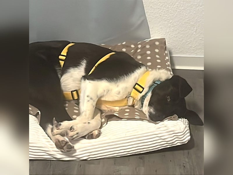 Nana - Mischlingshund sucht ein Zuhause