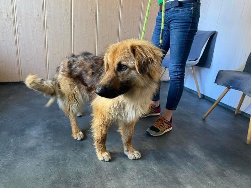 Ted, toller Rüde sucht seine Menschen